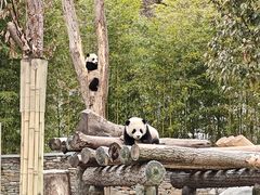 -卧龙中华大熊猫苑神树坪基地