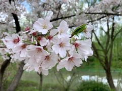 -顾村公园