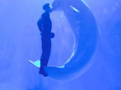 -多彩贵州城极地海洋世界