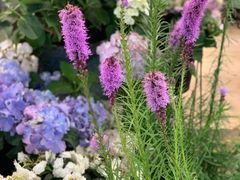 -双季花艺园艺市场(浦东店)
