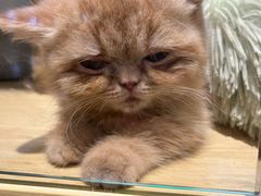 -momokira米努特·德文卷毛猫·棉花面纱犬