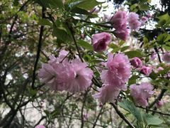 -武汉大学-樱园