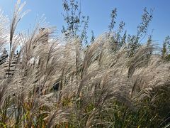 -羊亭河湿地公园