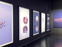 -罗红摄影艺术馆