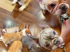 -柯斗斗主题餐厅·狗咖·围炉煮茶·茶饮(国瑞升平里店)