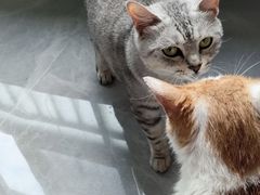 -瑞鹏宠物医院·超声·骨科·奇麟分院(蜀都万达店)