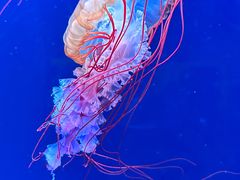 -欢乐海岸海洋奇梦馆