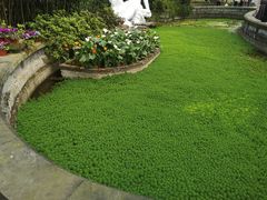 -南山植物园