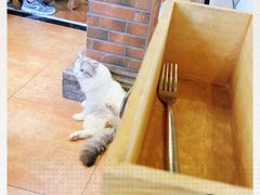 -more than meow吴止猫主题餐厅(承德 中船汇店)
