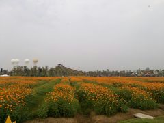 -枫林花海