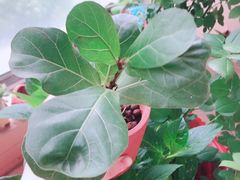 -豆豆花艺(新光天地店)