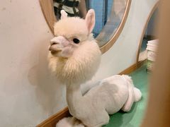 -藦茜花园宠物主题亲子互动体验馆(国顺东路店)
