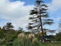 -上海共青森林公园