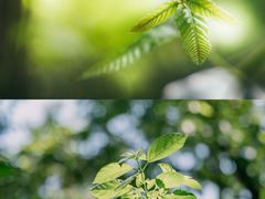 -青龙山国家森林公园
