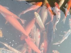 -寻味肇庆·八姑农庄·广府西江菜