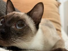 -半岛宠物医院24小时(科华中路店)