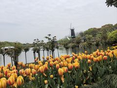 -上海鲜花港