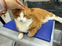 -四月宠物医院·猫专科·心脏专科·内科(转塘店)