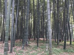 -杭州植物园