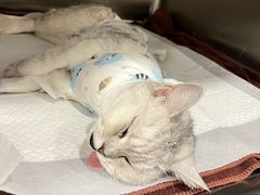 -萌兽医馆·犬猫专科·眼科中心·宠物医院(朝阳门分院)