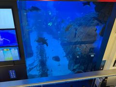 -迪拜水族馆及水下动物园