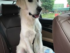 -Oh My Dog宠物沙龙(伊珊娜皮毛护理店)