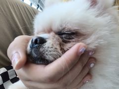 -怪兽屋·羊驼·猫咖·狗咖(俊华广场店)