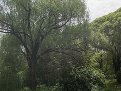 -皇家御河游(紫御湾码头)