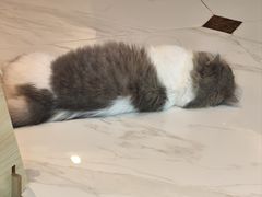 -欣宠猫屋·矮脚拿破仑·蓝金金渐层