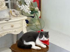 -共舞时光猫咖·狗咖(新街口店)