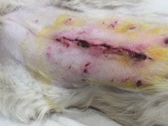 -瑞鹏动物医院宠美康(扬子江路分院)