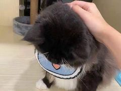 -Pets First伊珊娜洗护·精致美容·家庭式寄养(新会路店)