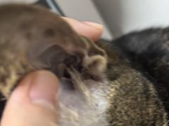 -御宝贝·A梦猫科宠物医院(国际猫友好医院)