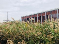 -芒洲湿地公园