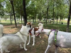 -爪吧宠物乐园 (温榆河示范区店)