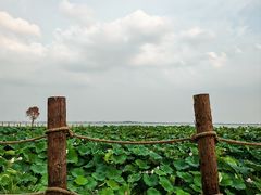 -七的湖·晚芳亭·阳澄湖农家菜·大闸蟹(莲花岛店)