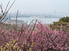 -香雪海