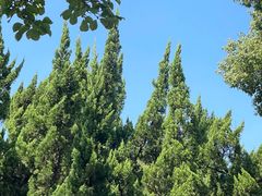 -苏州文庙(姑苏区)