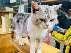 -more than meow吴止猫主题餐厅(承德 中船汇店)