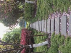 android_upload_pic-高东镇樱花园