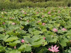 -羊亭河湿地公园