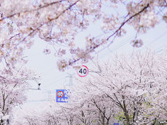 -高东镇樱花园