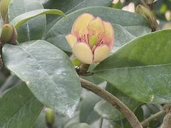 -国家植物园南园