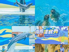 -秦皇岛乐岛海洋王国