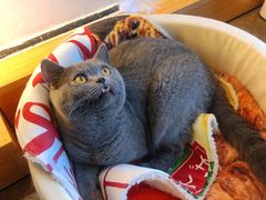 -Catmate·猫肥家润(金润铂宫店)