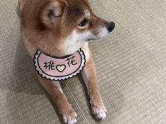 -逗柴咖啡屋·狗咖猫咖宠物桌游