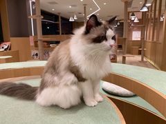-CAT’S MEWSTAR CAFE·喵星球猫屋(晴湾咖啡店)