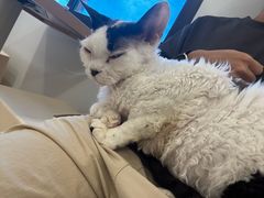-有喵·猫咖·狗咖·30几只猫10只小狗(岗厦店)