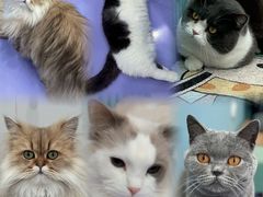 -1013 PET SHOP 宠物商店(近铁城市广场店)