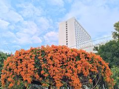 -广州白天鹅宾馆